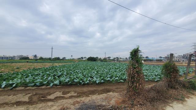 高雄路竹農地-8