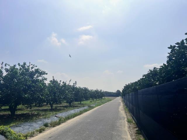 台南麻豆農地-6