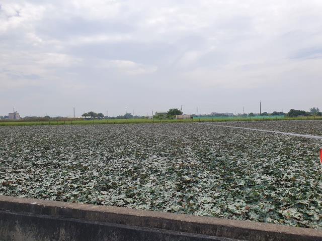 台南官田農地-5
