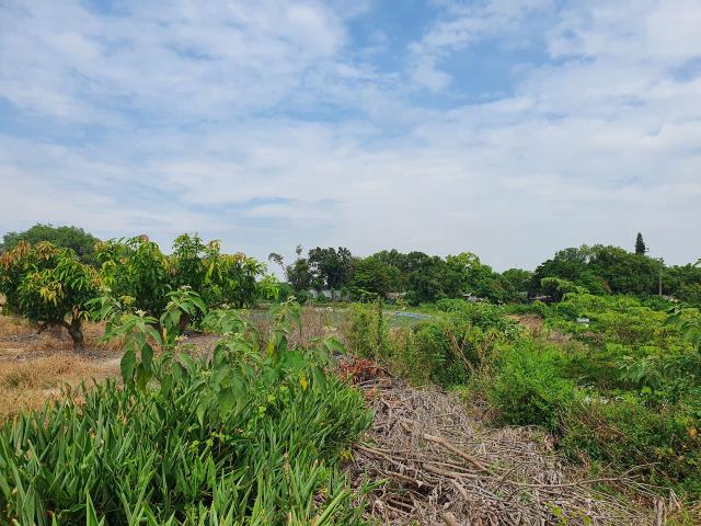 台南官田農地-6